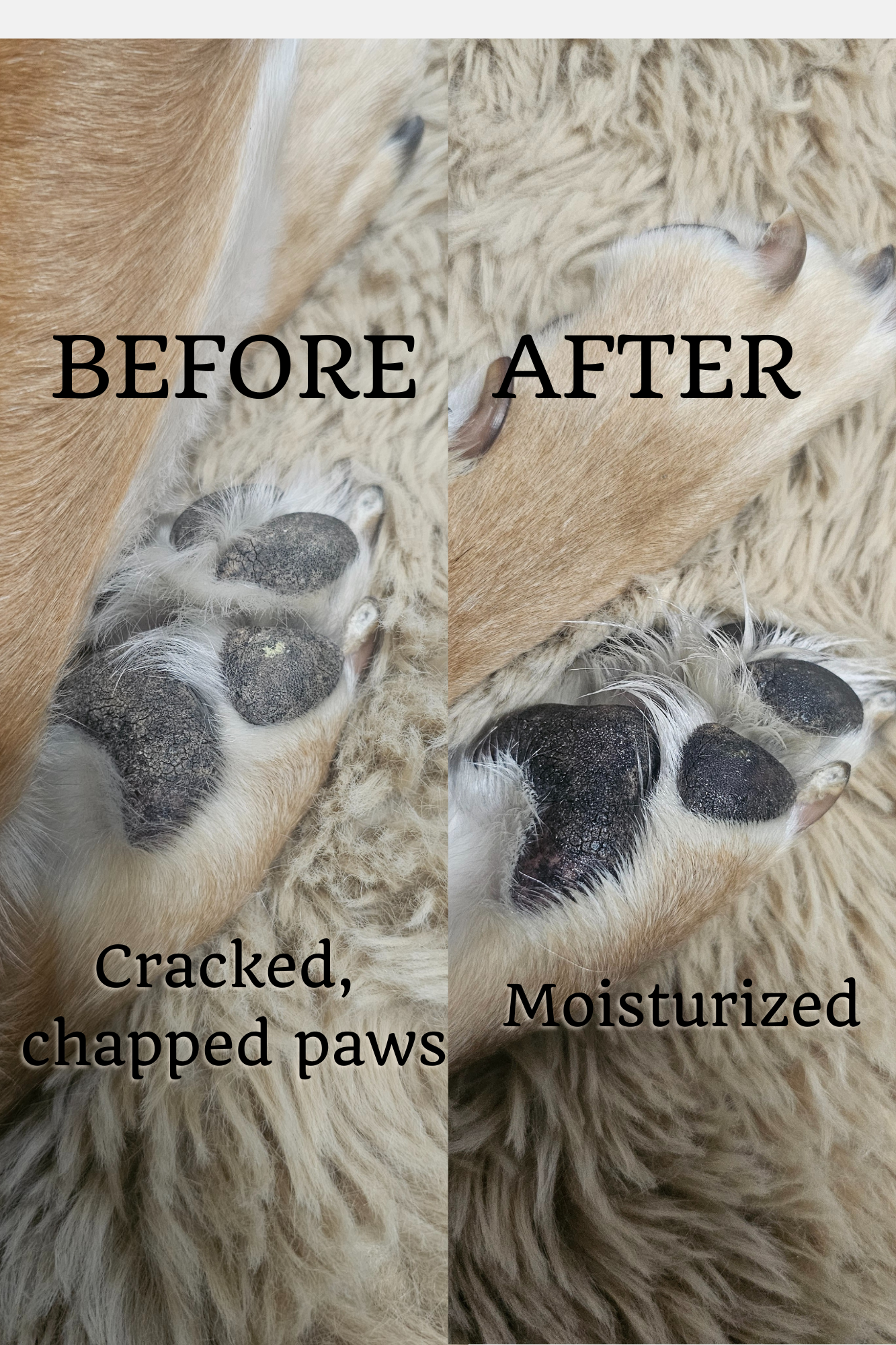 Puppy Balm (moisturizer for puppy noses and paw pads)